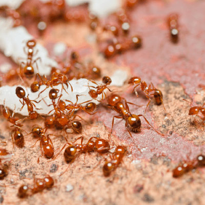 ANT EXTERMINATION